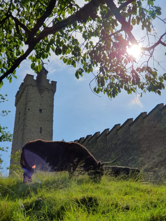 Kulturhof Hinter Musegg